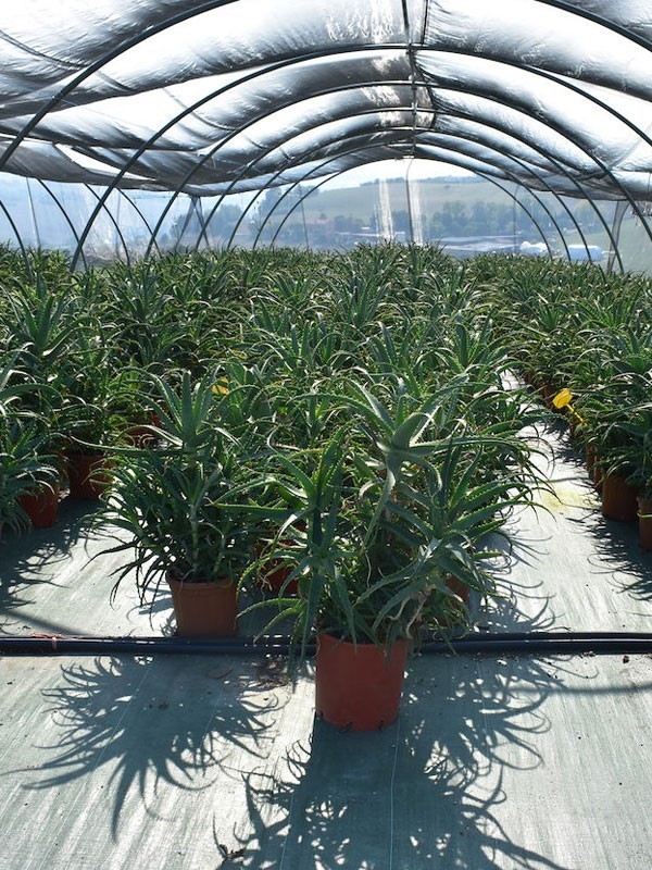 piante aloe arborescens erbe di mauro