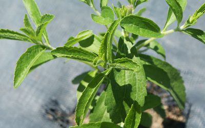 Stevia Rebaudiana, la pianta che può curare il Diabete