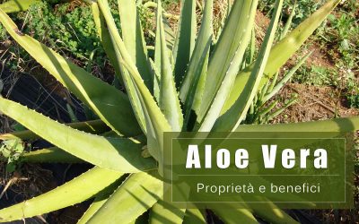 Aloe Vera Benefici: Cura della pelle, stitichezza e sistema immunitario