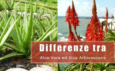 Che differenza c’è tra l’Aloe Vera e l’Aloe Arborescens?