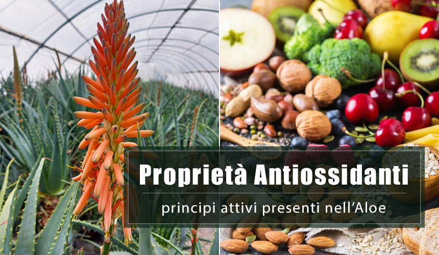 Le proprietà antiossidanti dell’Aloe Arborescens