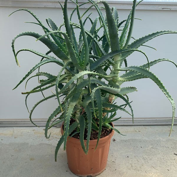 pianta di aloe arborescens 4 anni