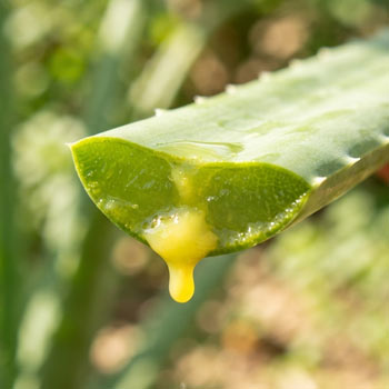 lattice foglia aloe