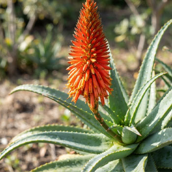 pianta di aloe arborescens