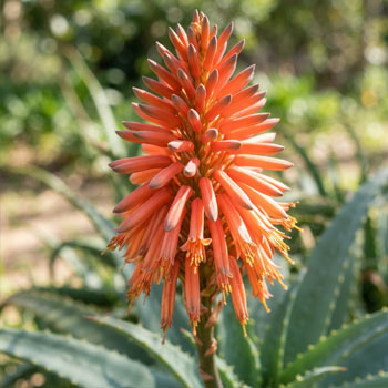 fioritura aloe arborescens