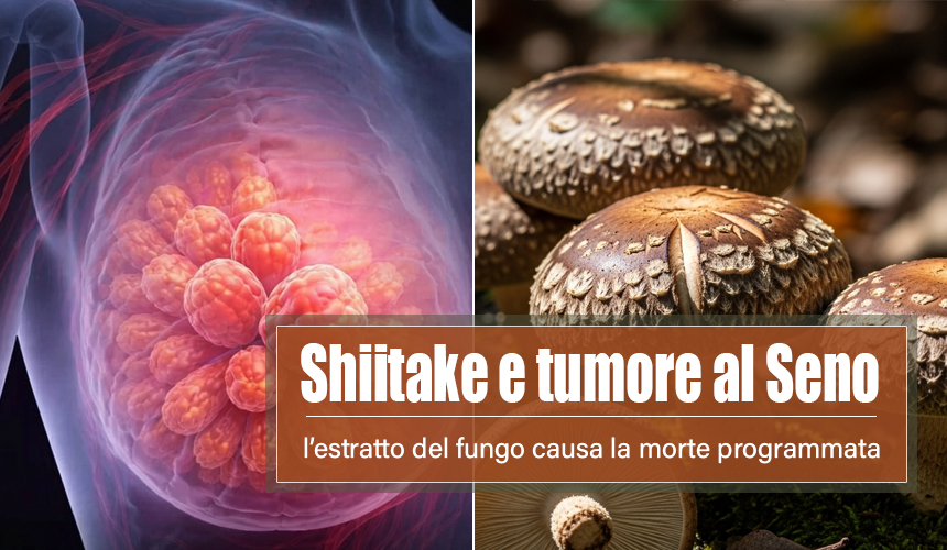 shiitake tumore al seno