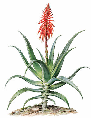 aloe arborescens fiorita di padre zago