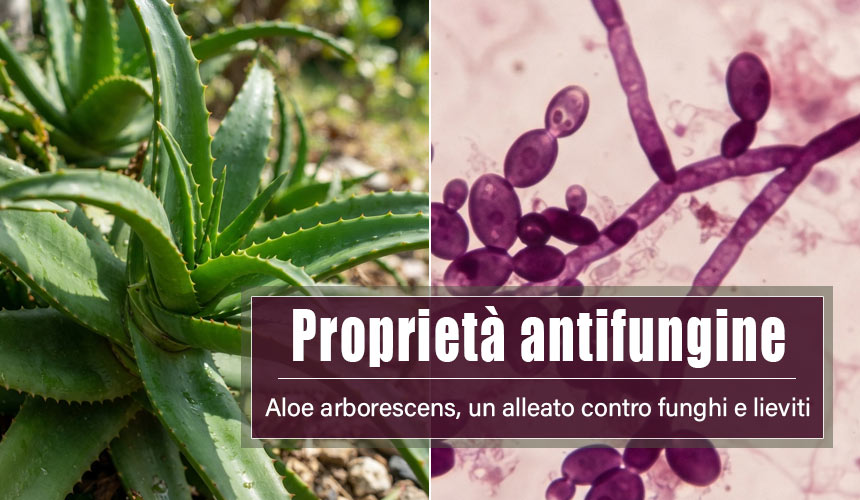 aloe arborescens proprietà antifungine