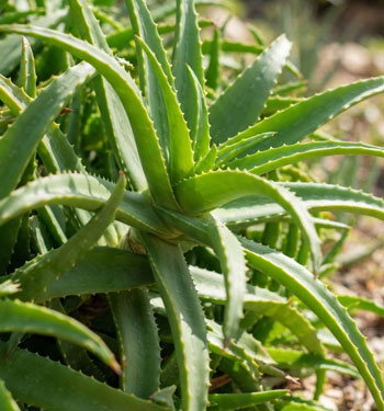 aloe arborescens foglie verdi
