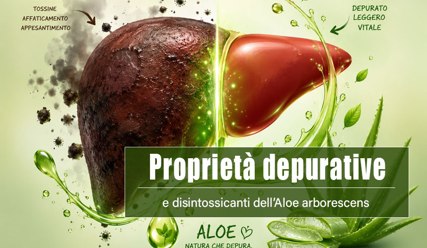 proprietà depurative aloe arborescens
